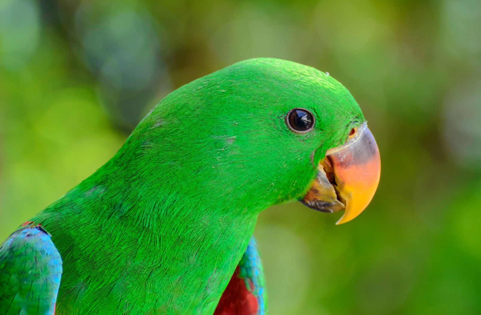 oiseau, le bec, perroquet