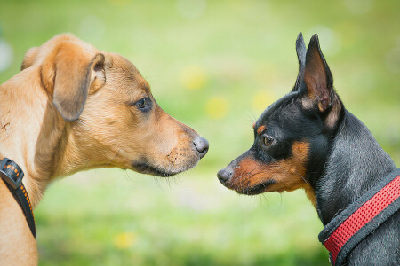 honden, uiteinde van een loop, structuur