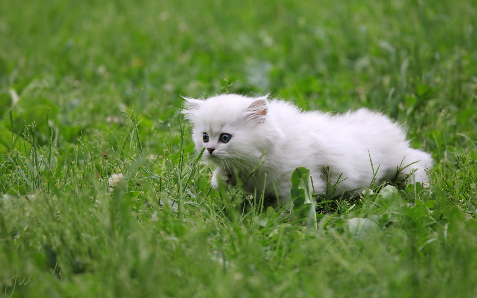 aussehen, Hintergrund, Katze