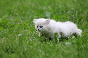 background, cat, look