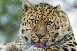 chat, visage, Langue, Regardez, Le léopard de l'Amour, © Tambako Le Jaguar