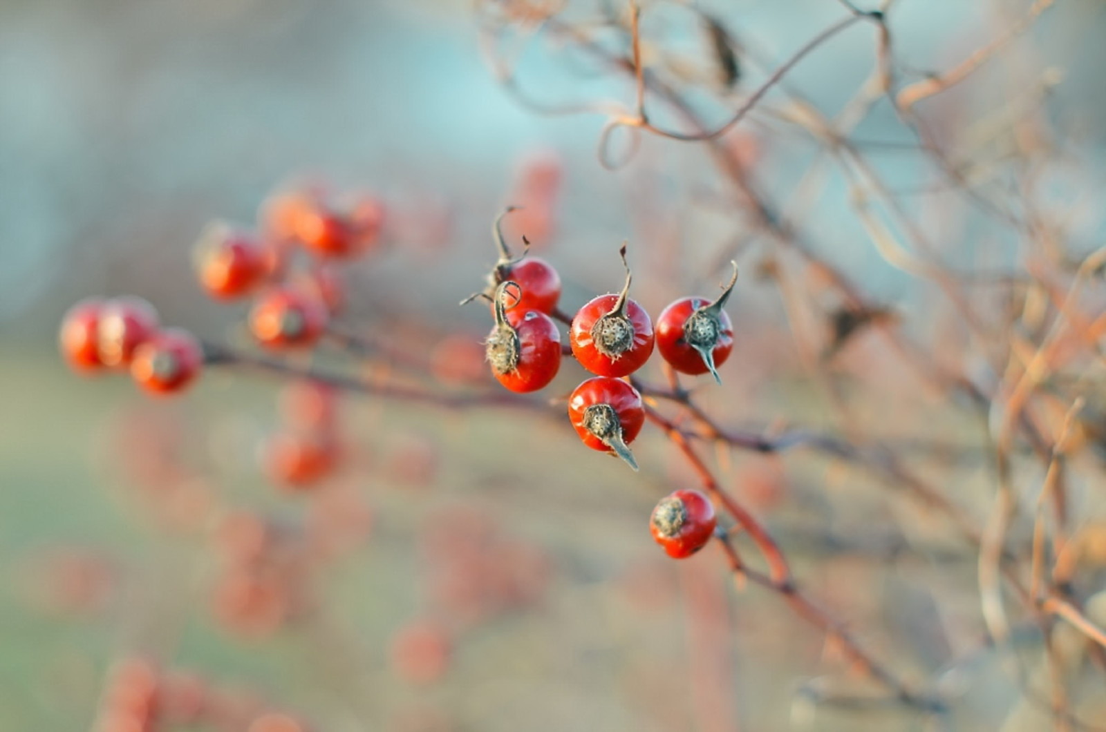 autumn, nature, berries, briar