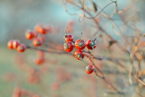 Herbst, Beeren, Dornbusch, Natur