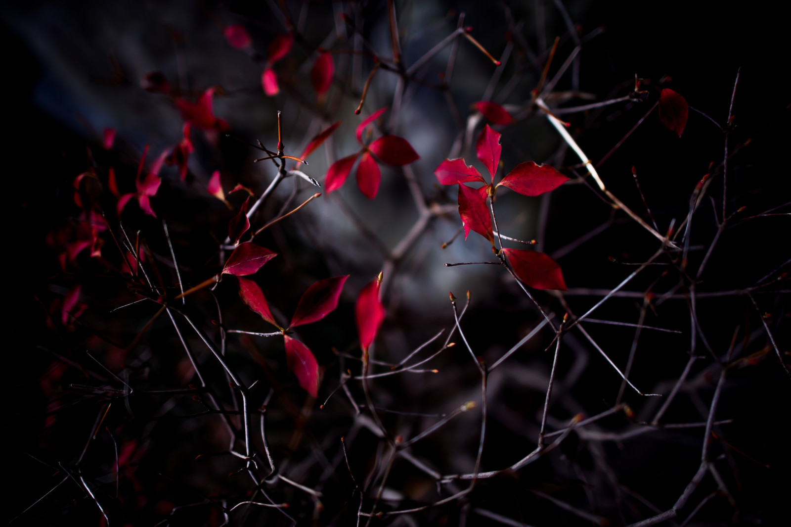 la nature, nuit, feuilles