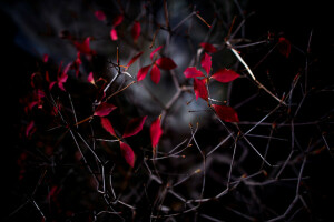 hojas, naturaleza, noche