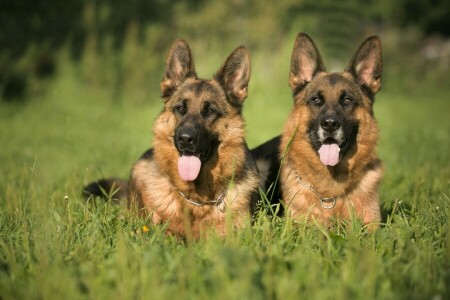 grass, pair, shepherd