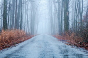 autumn, forest, road