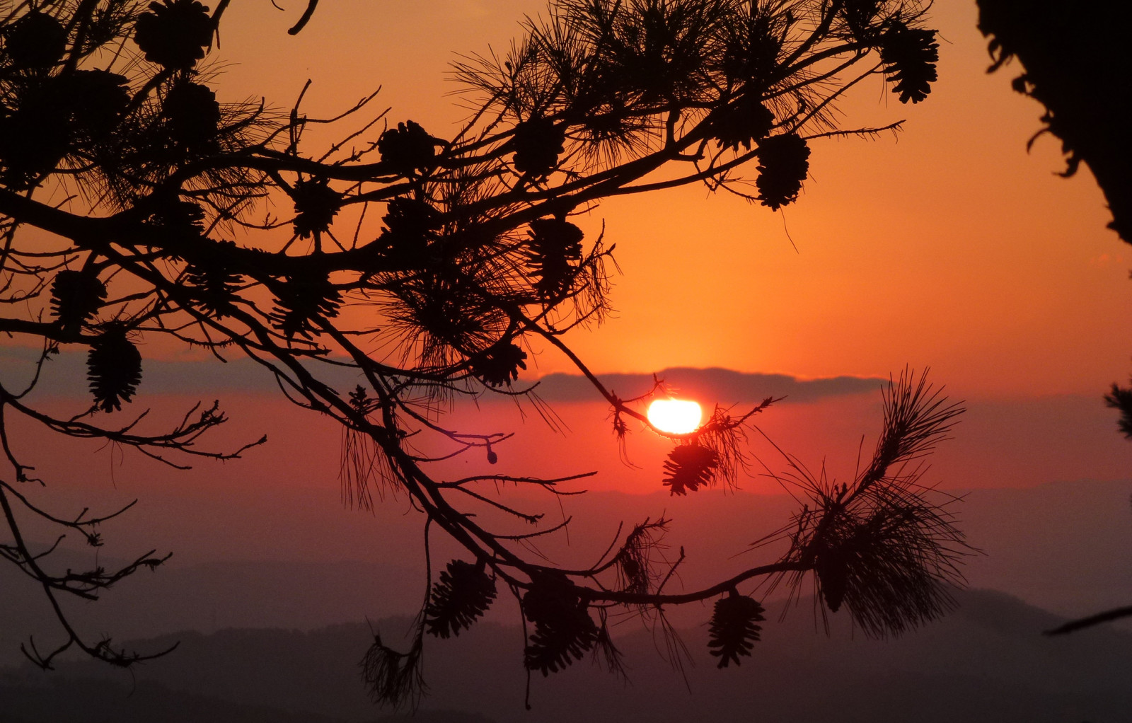 Le ciel, le coucher du soleil, bosses, des nuages, pin, branche, le soleil