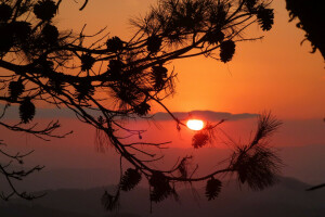 rama, golpes, nubes, pino, puesta de sol, el cielo, el sol