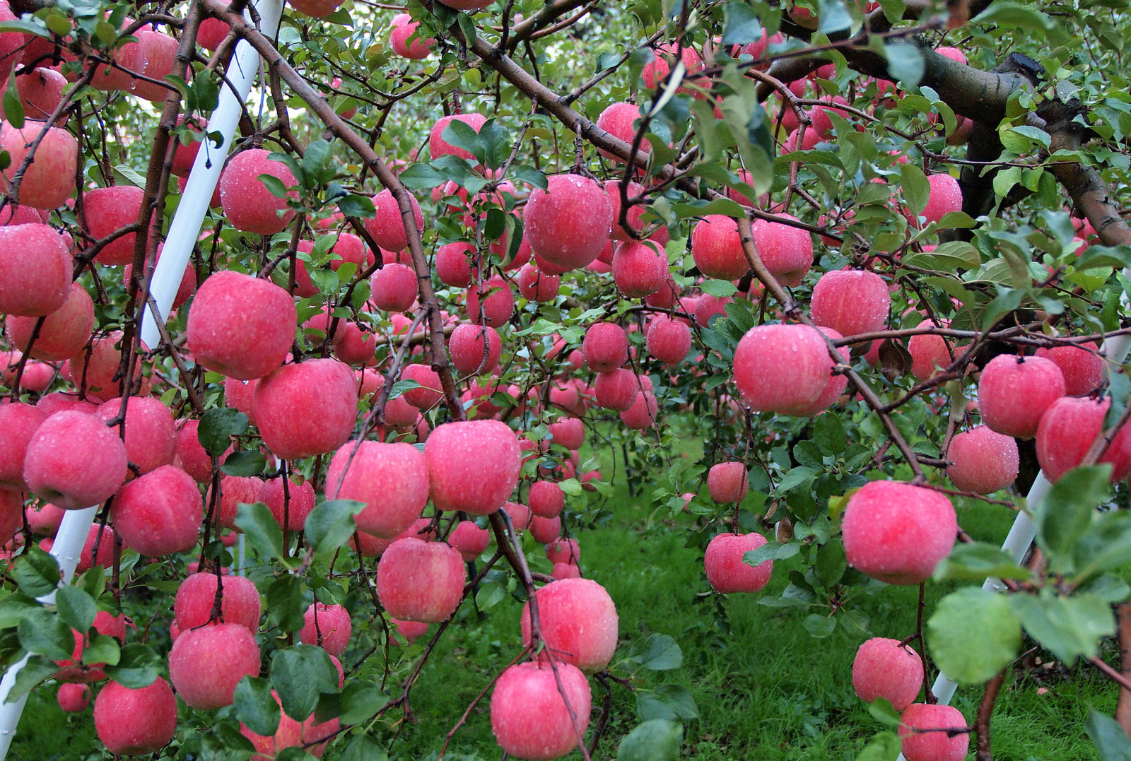 l'automne, l'eau, gouttes, pommes, Jardin, récolte, Rosa