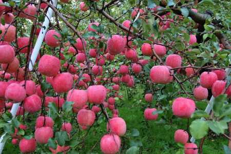 manzanas, otoño, gotas, Jardín, cosecha, Rosa, agua