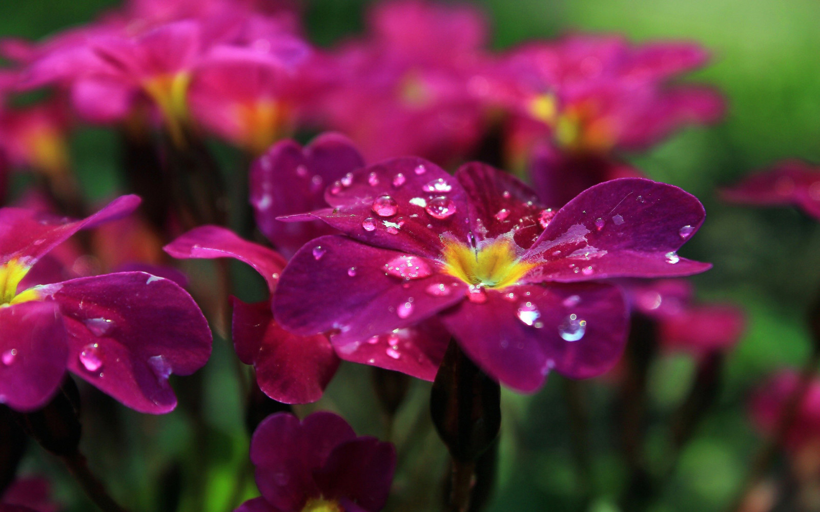 bloemen, druppels, bloemblaadjes, bloembed, Rosa