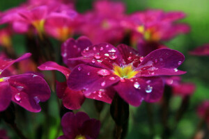 drops, flowerbed, flowers, petals, Rosa