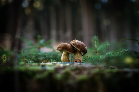 background, mushrooms, nature