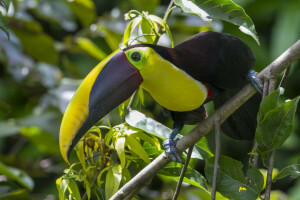 bico, pássaro, galhos, floresta, folhas, Tucano