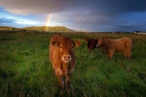 marrón, toros, nubes, vacas, campo, césped, colinas, paisaje