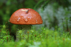 macro, champignon, la nature