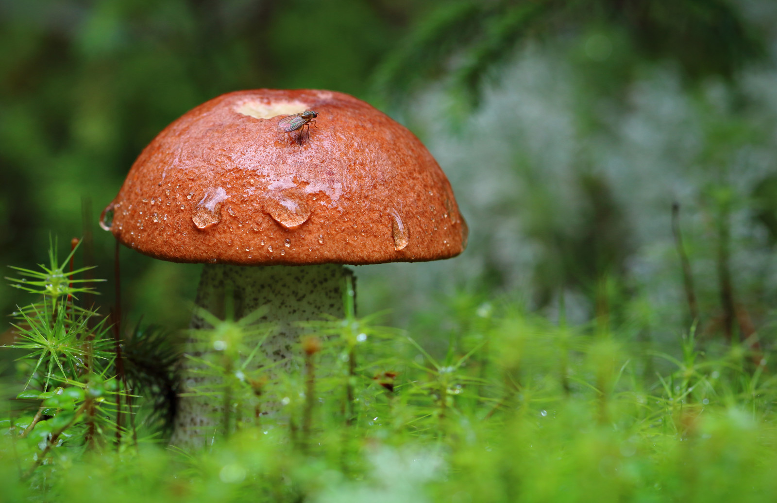 natuur, macro, paddestoel