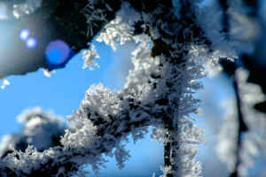 ramo, macro, natureza, neve, inverno