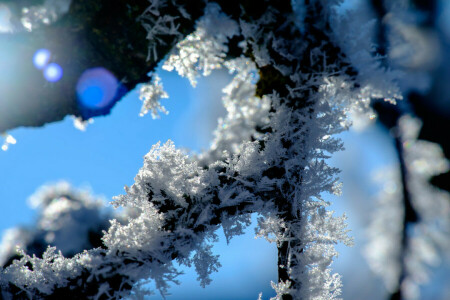 gren, makro, natur, snö, vinter-