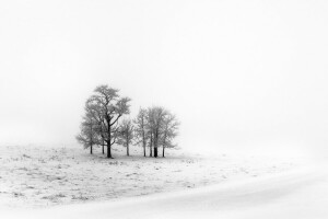 field, snow, winter