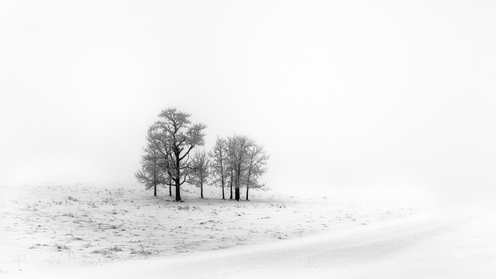 snow, winter, field