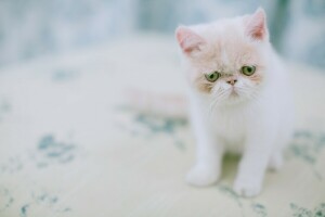 exotic, Exotic Shorthair, kitty