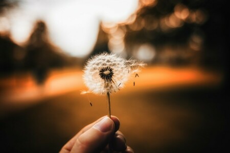 dandelion, hand, nature