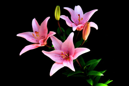 background, Bud, Lily, petals, stem