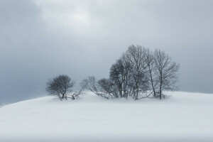 mist, natuur, sneeuw, bomen, winter