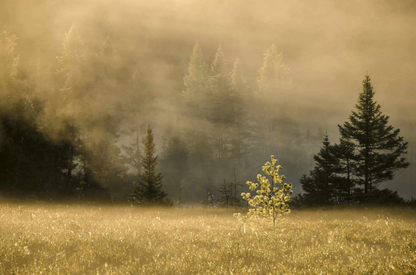 arbre, champ, brouillard