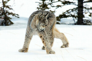 lince, depredador, nieve, invierno