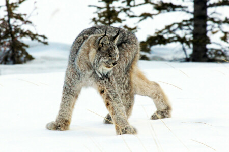 lynx, roofdier, sneeuw, winter