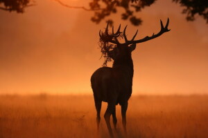 herfst, hert, natuur