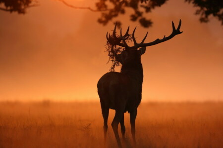 outono, veado, natureza