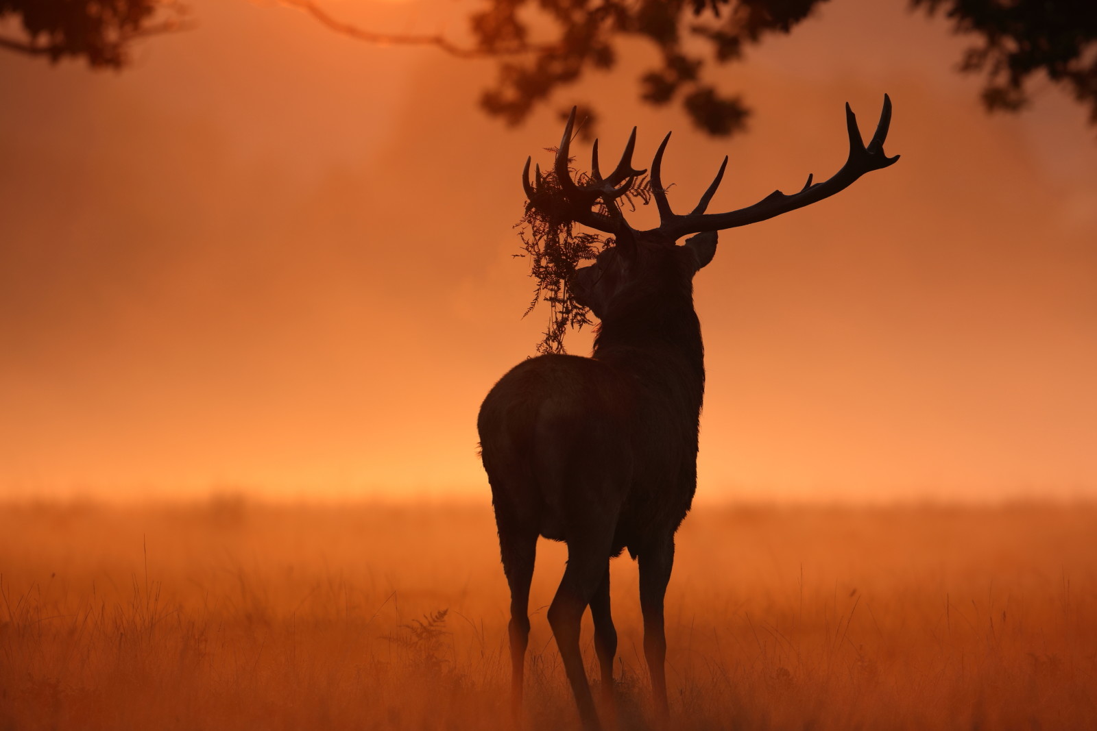 l'automne, la nature, cerf