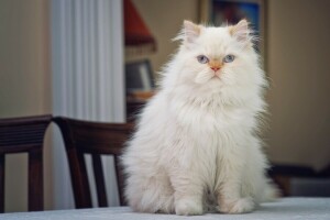 duveteux, Regardez, sur la table, chat persan, portrait