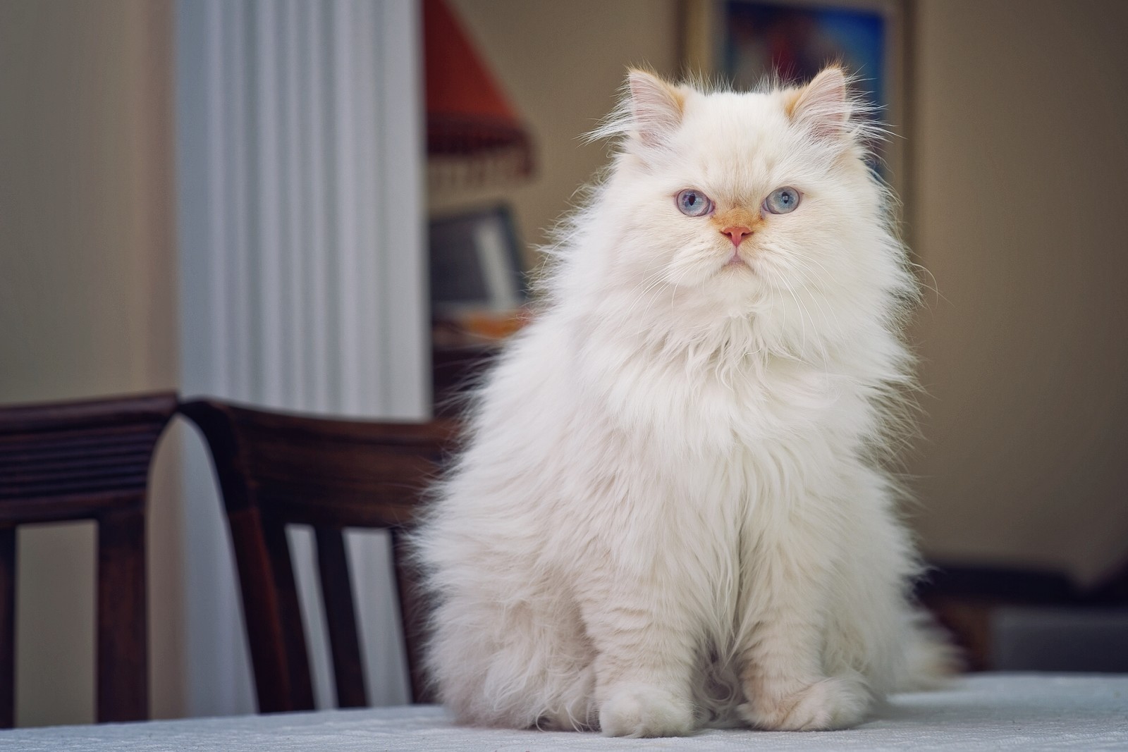 Mira, retrato, mullido, gato persa, en la mesa