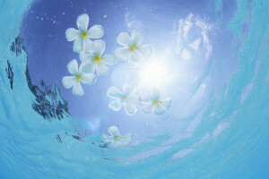 flowers, petals, stay, swim, the sun, water