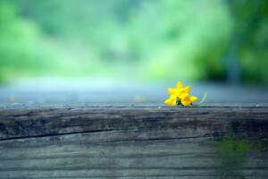 antecedentes, flor, macro