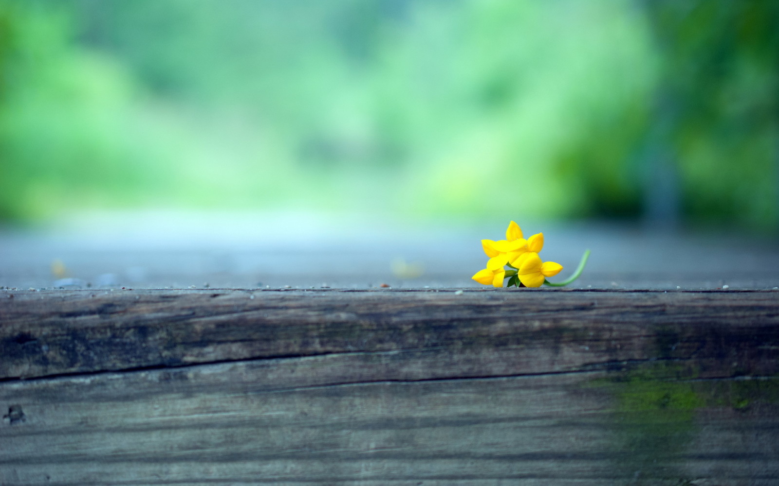 fundo, macro, flor