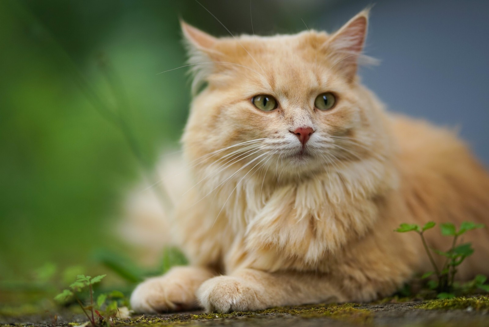 aussehen, Bokeh, Katze, Porträt, rot, Schnauze