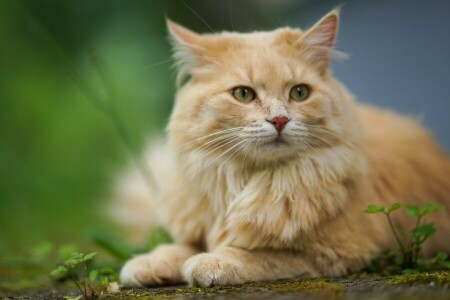 bokeh, kat, kijken, uiteinde van een loop, portret, rood