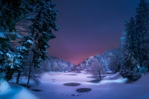 bosque, lago, noche, nieve, invierno