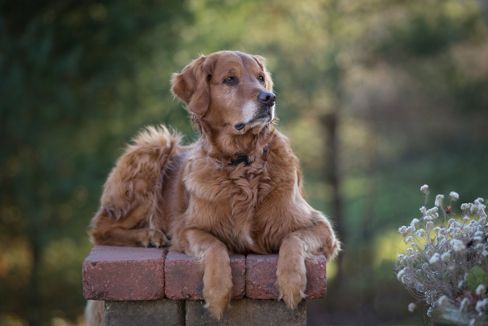 dog, bokeh, portrait, flowers, Golden Retriever