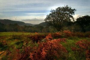 herfst, veld-, landschap, de avond