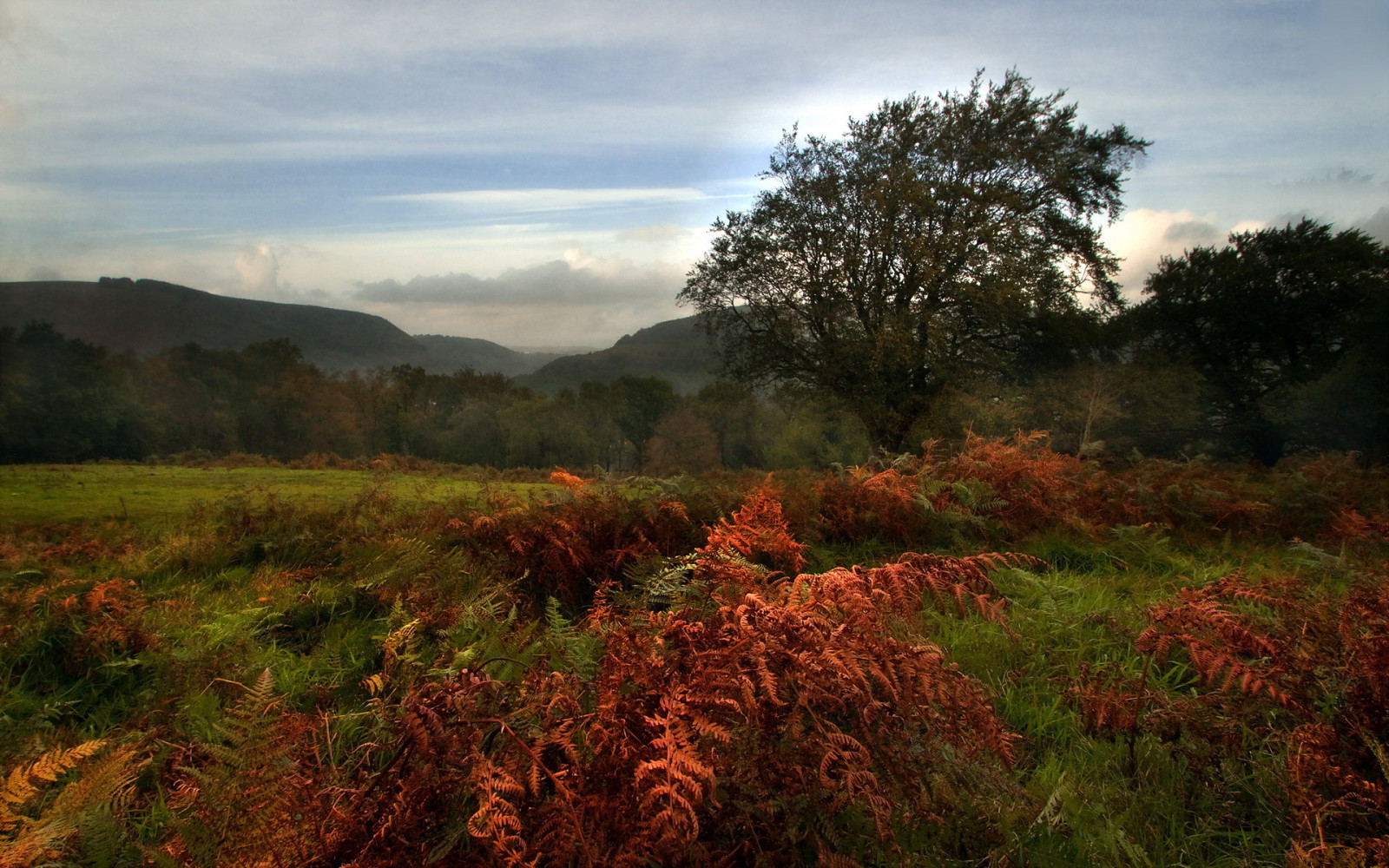 autumn, the evening, landscape, field