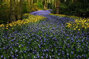 flores, jacintos, Keukenhof, Países Baixos, Parque, árvores, tulipas