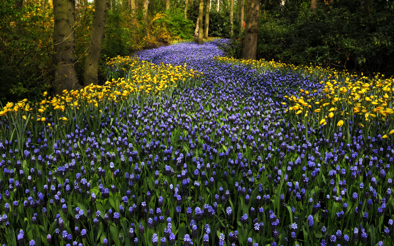 Park, trees, flowers, tulips, Netherlands, hyacinths, Keukenhof