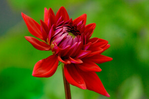 Bourgeon, fleur, la nature, pétales, plante